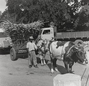 Agriculteur réunionnais avec charrette tirée par deux zébus transportant de la canne à sucre, témoignage du transport traditionnel avant la mécanisation à La Réunion. Photo historique sépia de la campagne sucrière